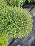 Crizantema în culorile toamnei- Chrysanthemum dendranthema x grandiflorum