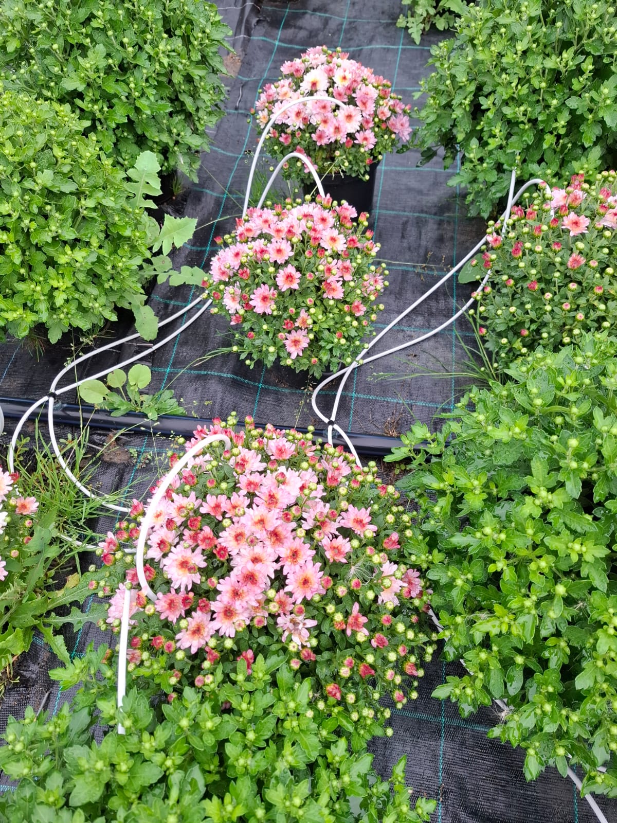 Crizantema în culorile toamnei- Chrysanthemum dendranthema x grandiflorum