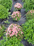 Crizantema în culorile toamnei- Chrysanthemum dendranthema x grandiflorum