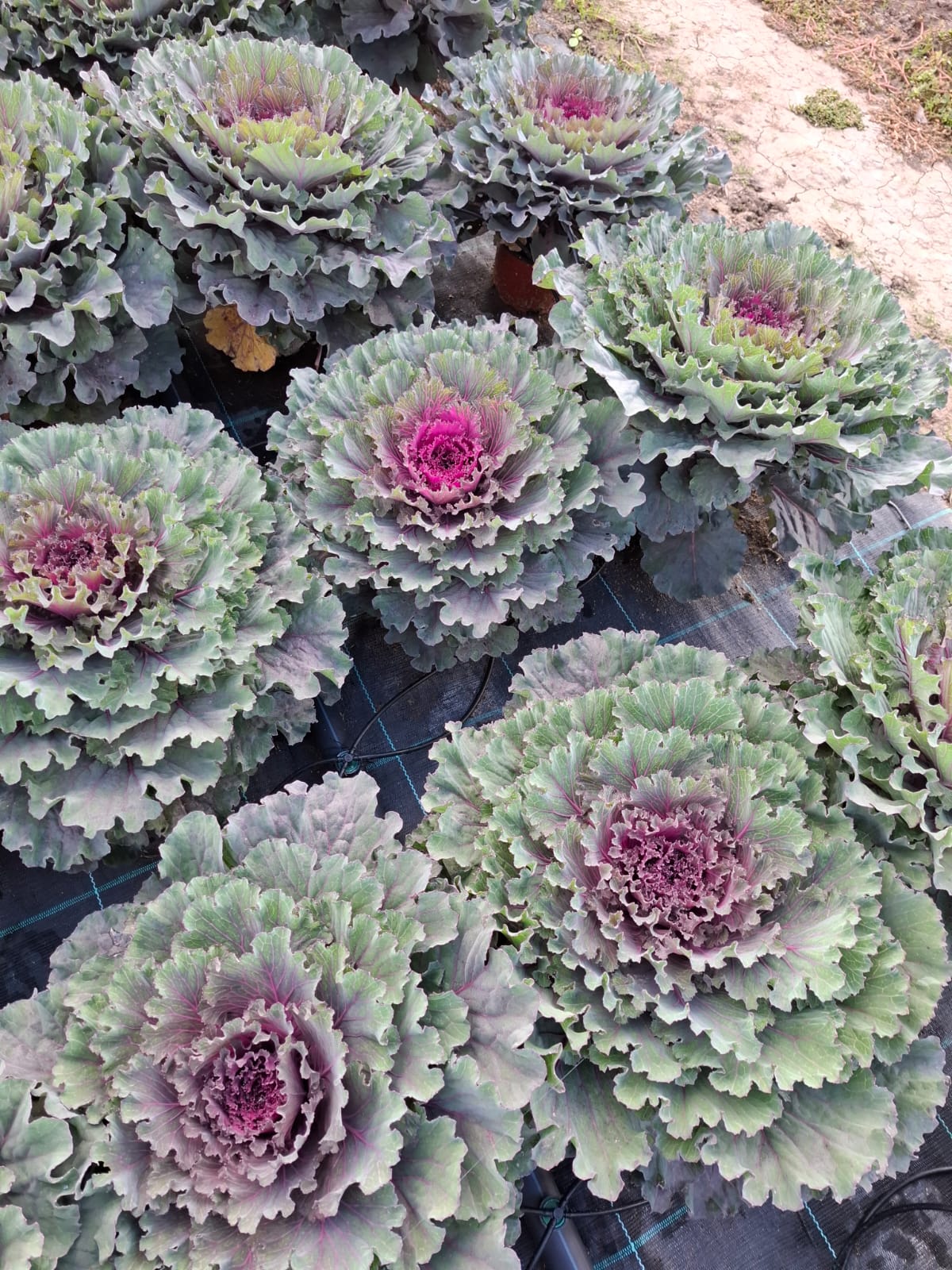 Varză ornamentală- Brassica oleracea var. acephala