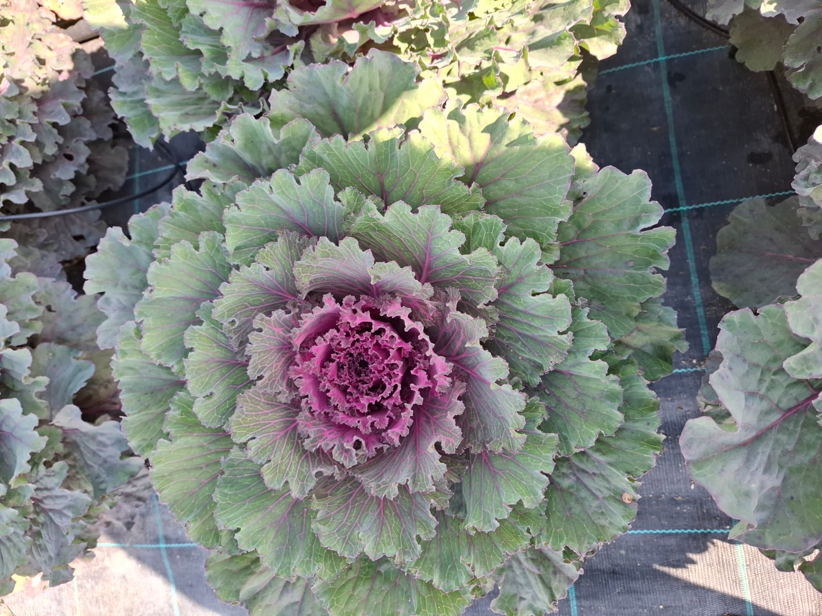 Varză ornamentală- Brassica oleracea var. acephala