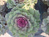 Varză ornamentală- Brassica oleracea var. acephala