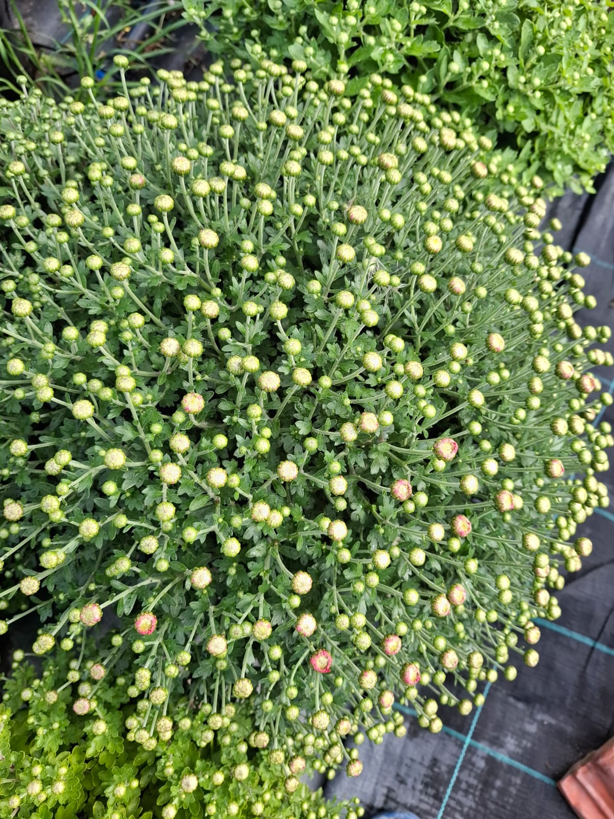 Crizantema în culorile toamnei- Chrysanthemum dendranthema x grandiflorum