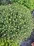 Crizantema în culorile toamnei- Chrysanthemum dendranthema x grandiflorum
