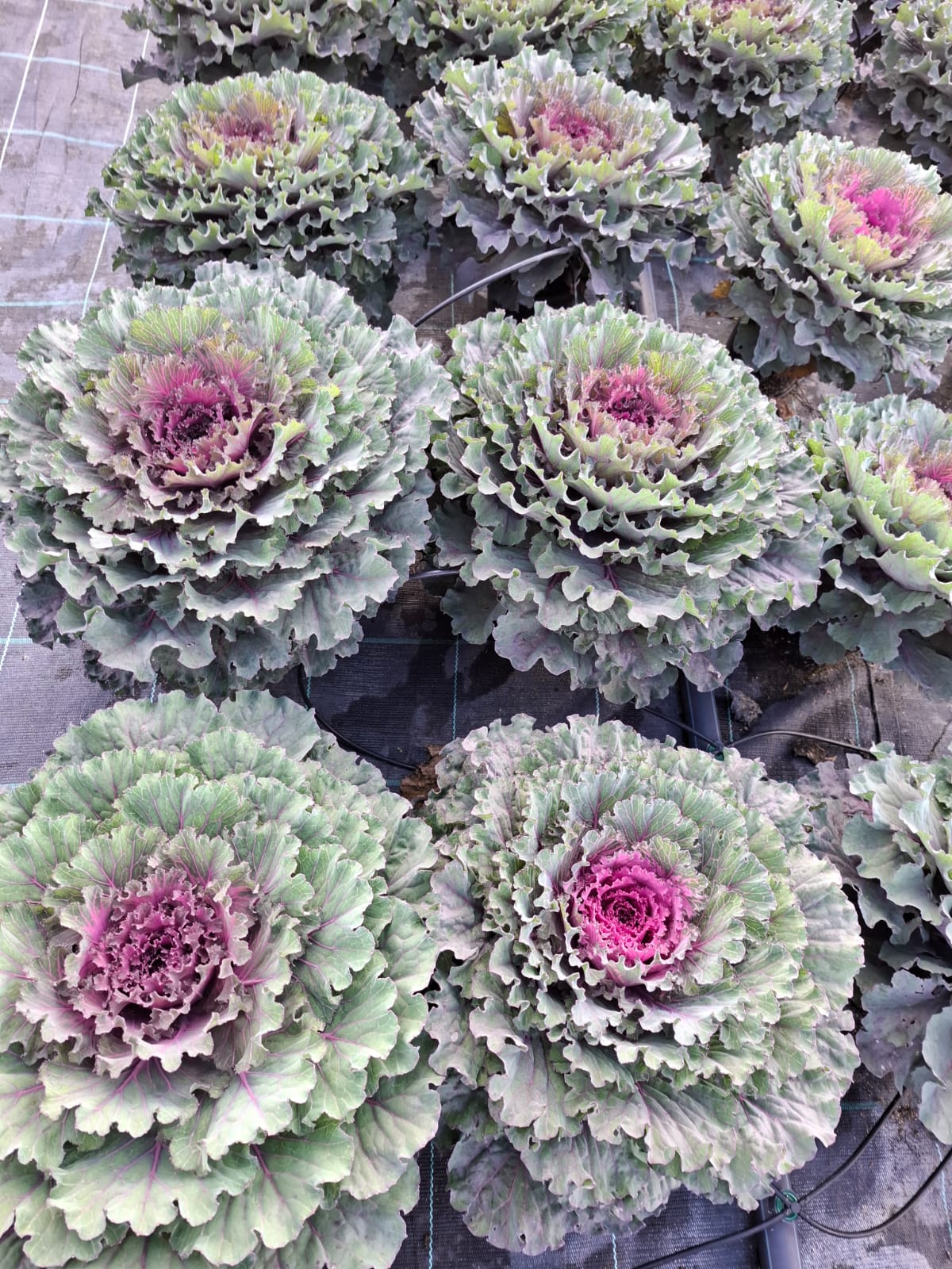 Varză ornamentală- Brassica oleracea var. acephala