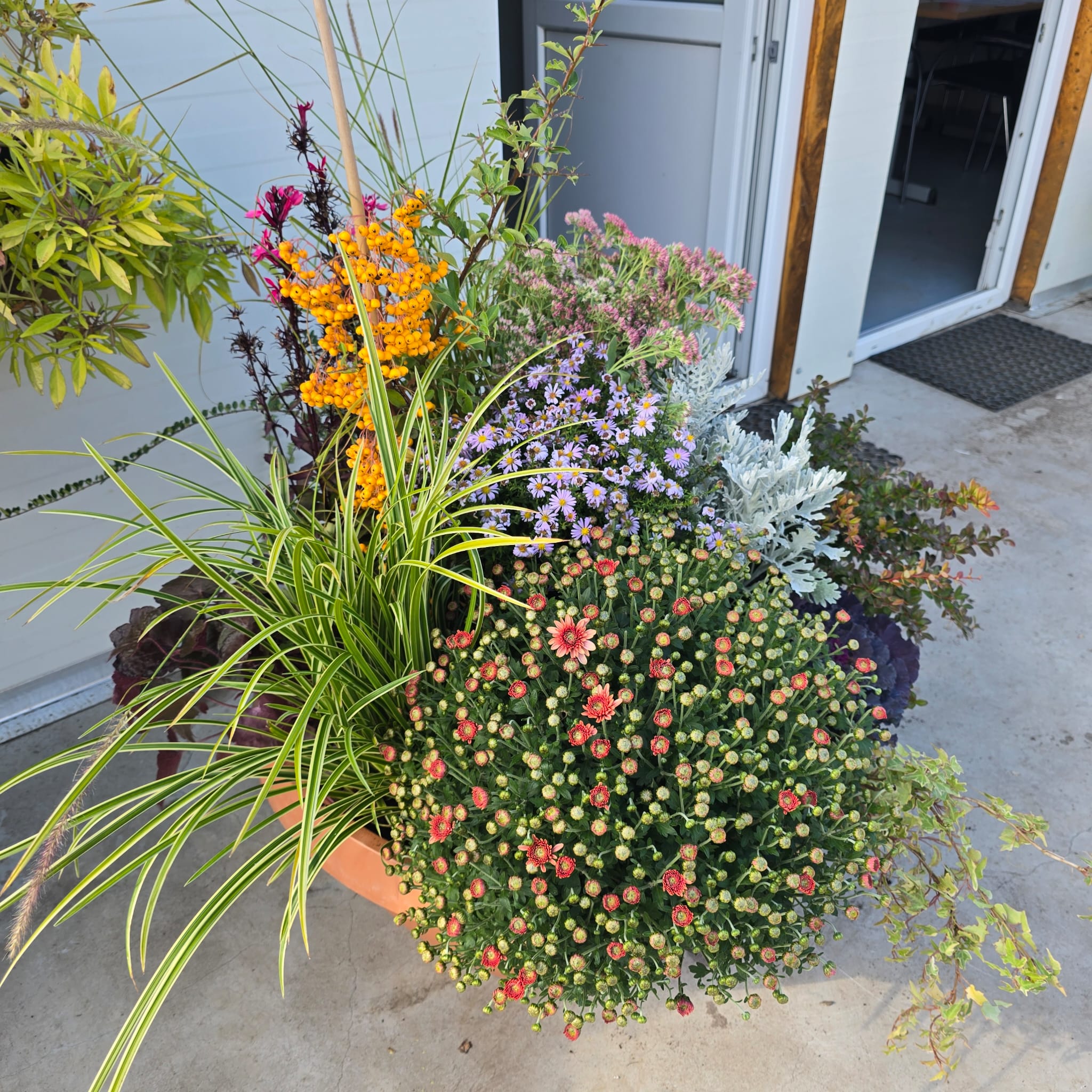 Natura la ghiveci - Pachet de perene pentru ghiveci (apartament, casa scării, balcon)