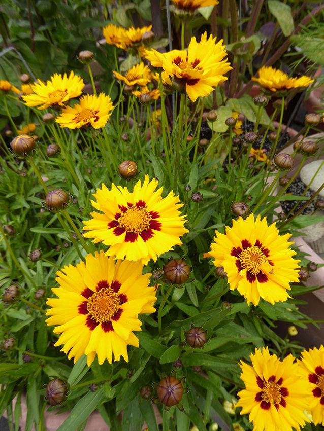 Ochiul Fetei - Coreopsis grandiflora Sunfire Yellow Red