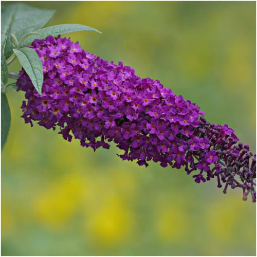 Liliac de vară - Buddleja davidii Nanho Purple