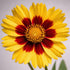 Ochiul Fetei - Coreopsis grandiflora Sunfire Yellow Red