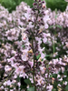 Menta pisicii  - Nepeta racemosa Amelia
