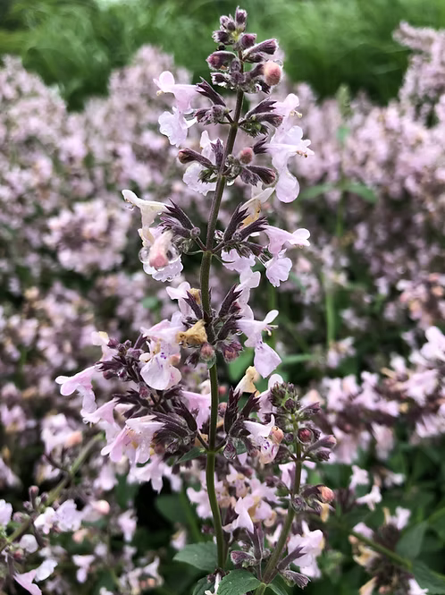 Menta pisicii  - Nepeta racemosa Amelia