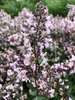 Menta pisicii  - Nepeta racemosa Amelia