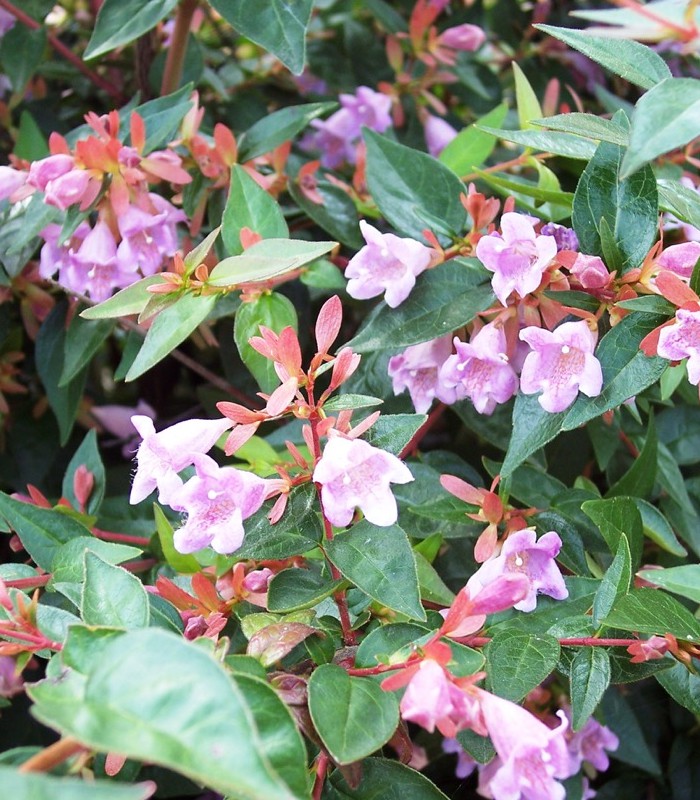 Abelia 'Edward Goucher'