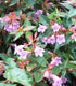 Abelia 'Edward Goucher'