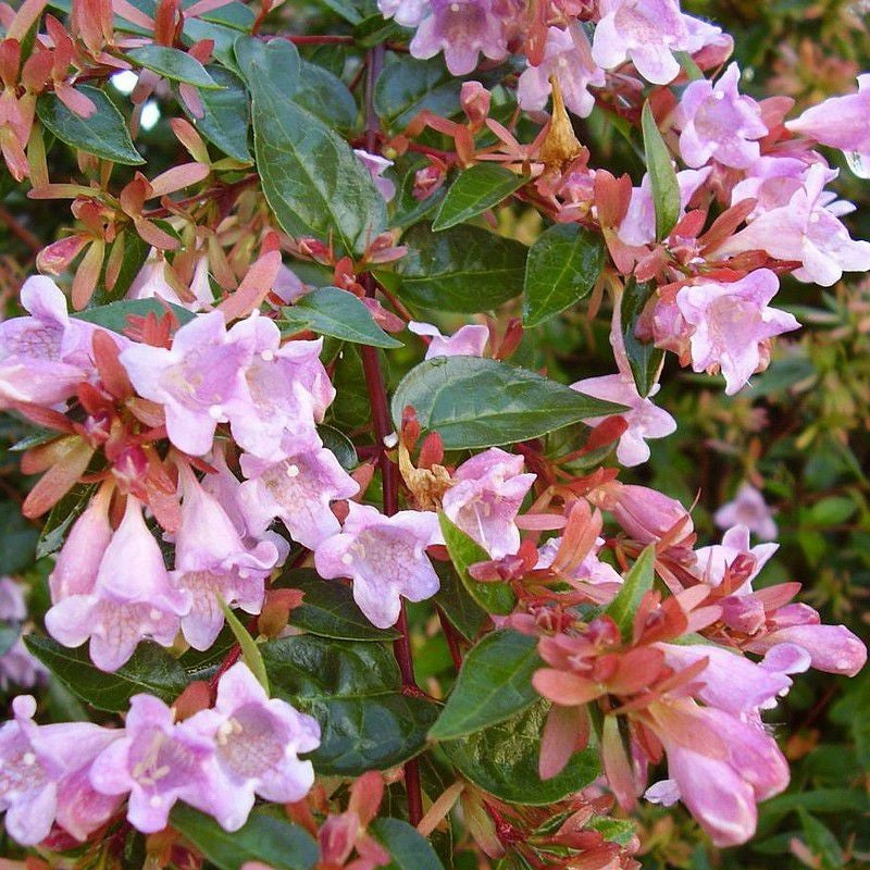 Abelia 'Edward Goucher'