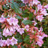 Abelia 'Edward Goucher'