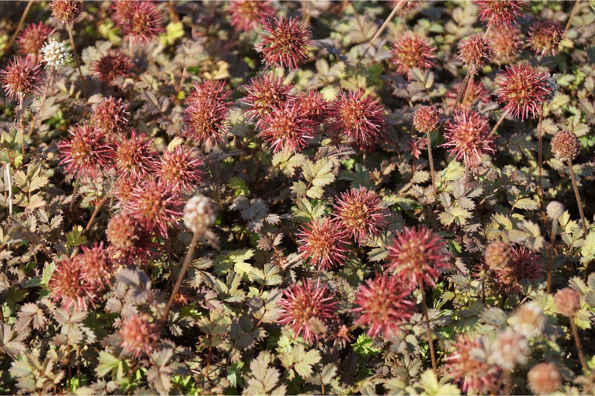 Acaena - Acaena microphylla ‘Kupferteppich’