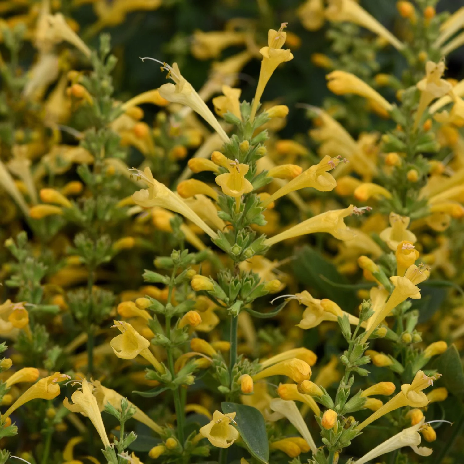 Isop ornamental - Agastache mexicana Summerlong™ ‘Lemon’