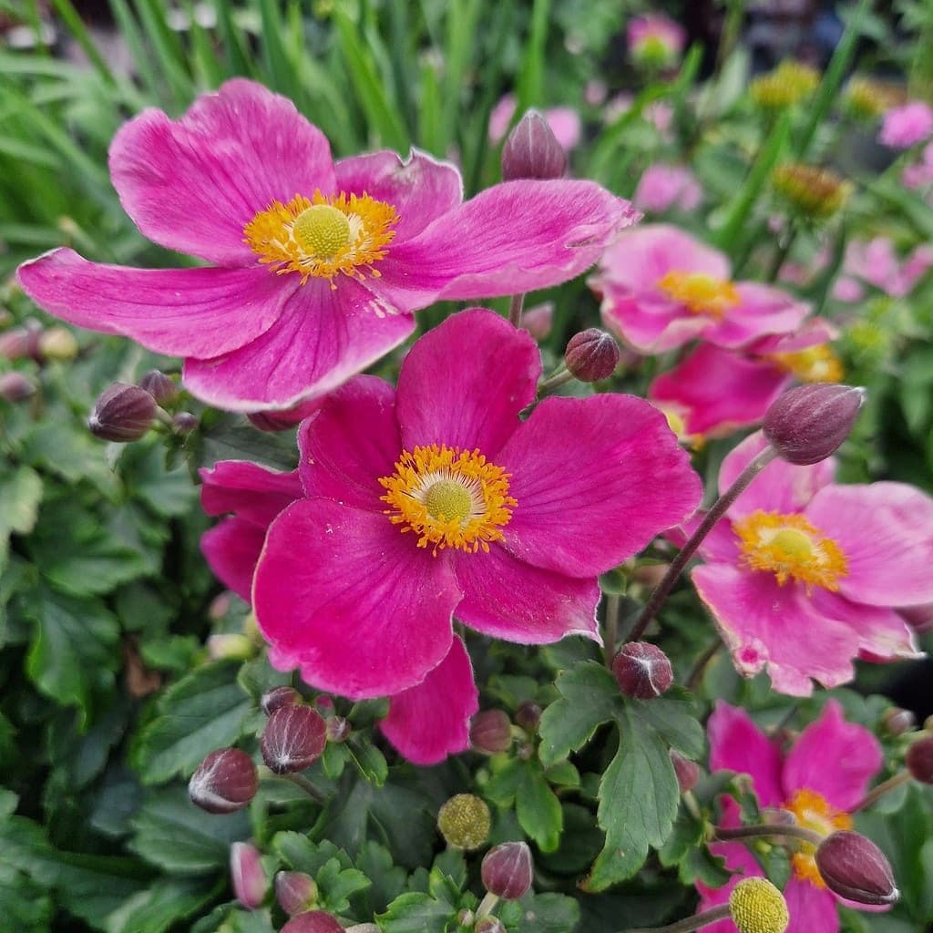 Anemonă de toamnă - Anemone hupehensis ‘Emmy Deep Rose’