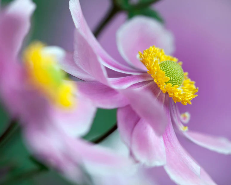 Anemone de toamnă -Anemona hybrid 'Serenade'