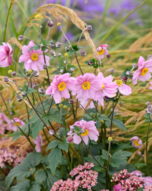 Anemone de toamnă -Anemona hybrid 'Serenade'