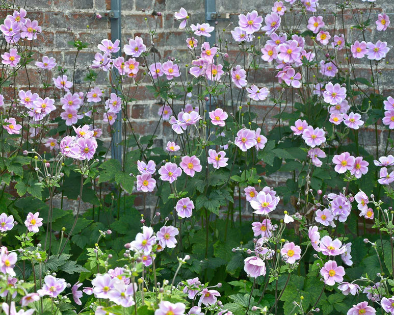 Anemone de toamnă -Anemona hybrid 'Serenade'