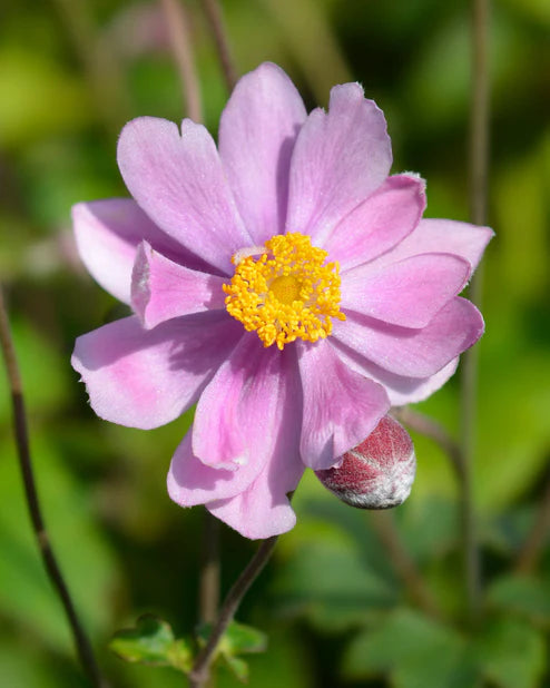Anemone de toamnă -Anemona hybrid 'Serenade'