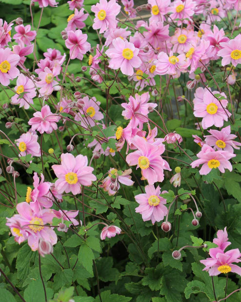 Anemone de toamnă -Anemona hybrid 'Serenade'