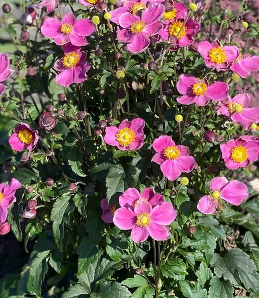 Anemonă de toamnă - Anemone hupehensis ‘Emmy Deep Rose’