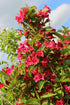 Weigela roșie - Weigela 'Bristol Ruby'