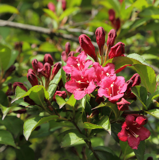 Weigela roșie - Weigela 'Bristol Ruby'