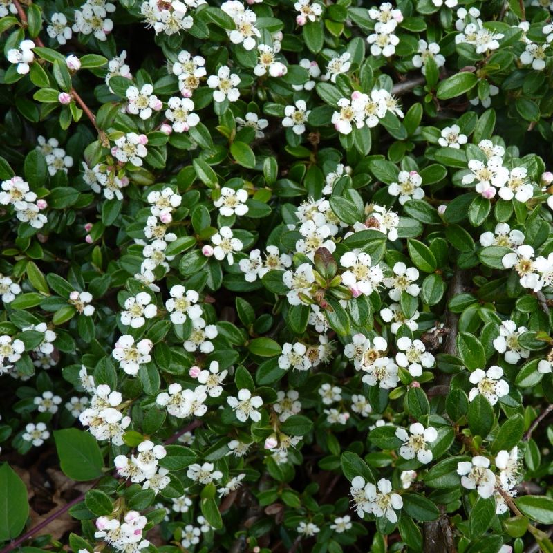 Cotoneaster - Cotoneaster suecicus 'Coral Beauty'