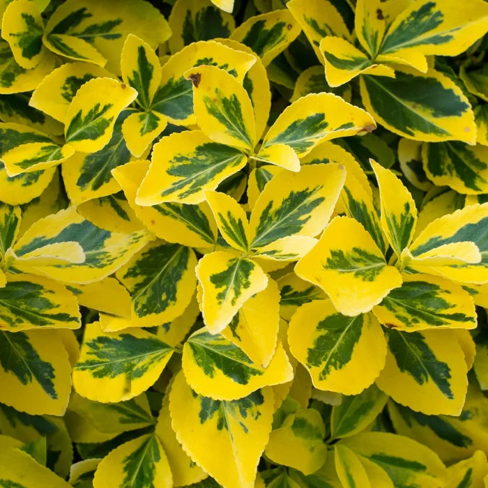 Salba galbenă - Euonymus  fortunei 'Emerald'n Gold'