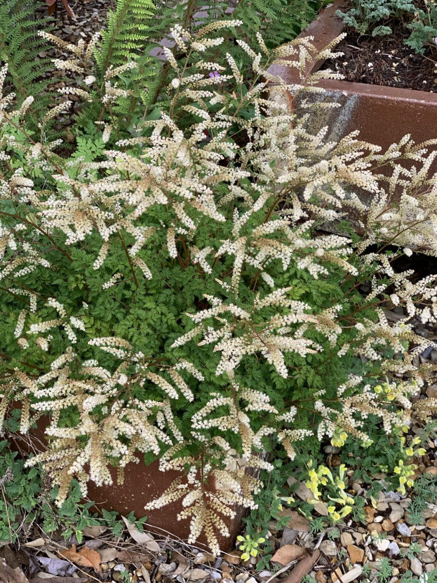 Barba caprei pitică - Aruncus aethusifolius