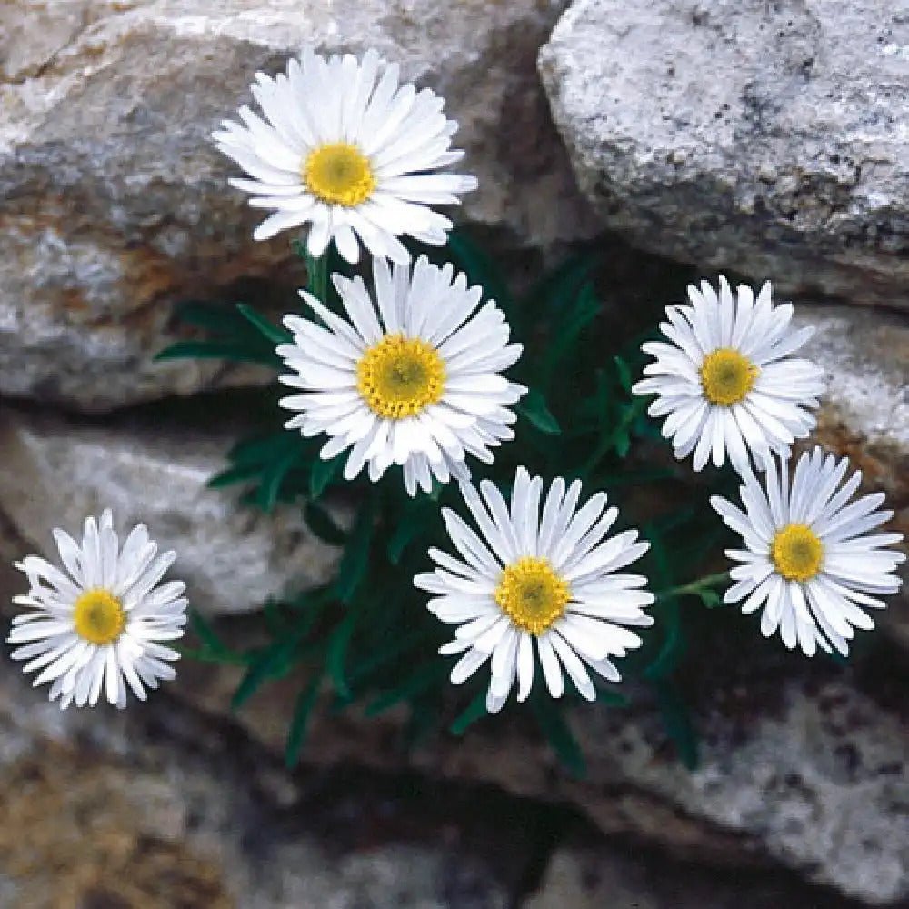 Aster Alpin - Aster Alpinus White - DocaPerene