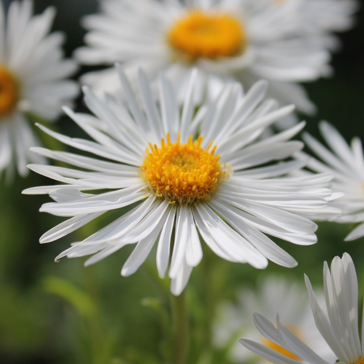 Aster Alpin - Aster Alpinus White - DocaPerene