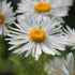 Aster Alpin - Aster Alpinus White - DocaPerene