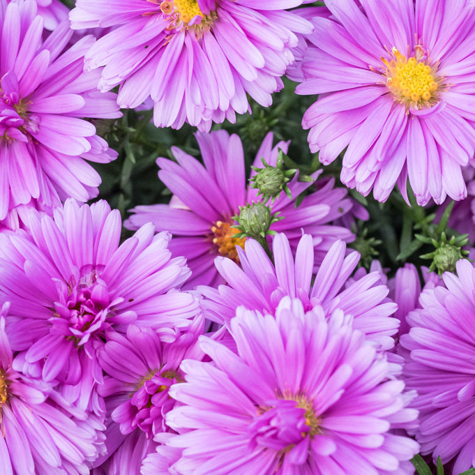 Aster pitic - Aster dumosus Alpha Pink