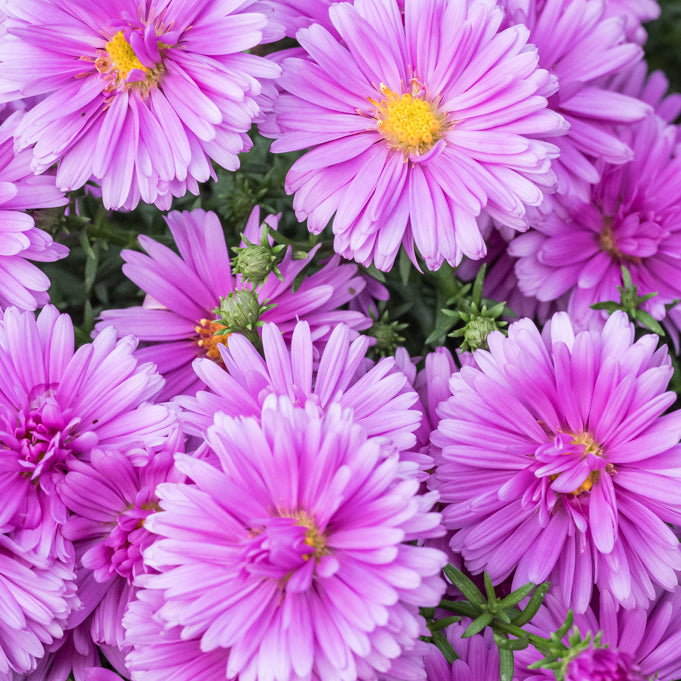 Aster pitic - Aster dumosus Alpha Pink