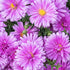 Aster pitic - Aster dumosus Alpha Pink