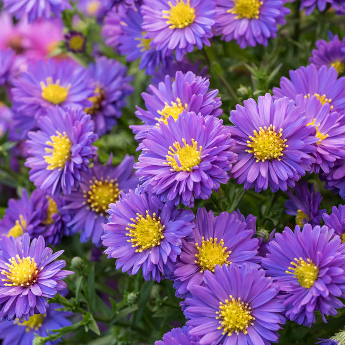 Aster pitic - Aster dumosus Alpha Purple Rocket