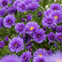 Aster pitic - Aster dumosus Alpha Purple Rocket