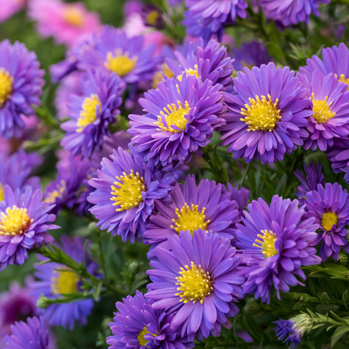 Aster pitic - Aster dumosus Alpha Purple Rocket