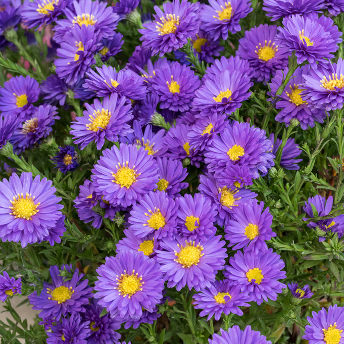 Aster pitic - Aster dumosus Alpha Purple Rocket