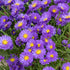 Aster pitic - Aster dumosus Alpha Purple Rocket