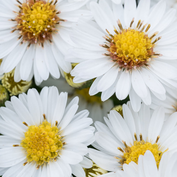 Aster pitic - Aster dumosus Alpha White