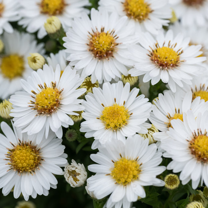 Aster pitic - Aster dumosus Alpha White