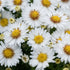 Aster pitic - Aster dumosus Alpha White