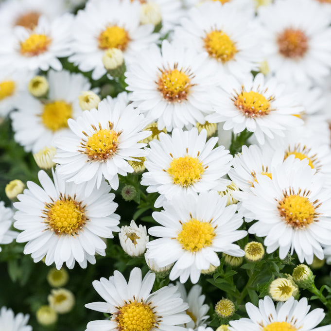 Aster pitic - Aster dumosus Alpha White
