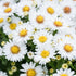 Aster pitic - Aster dumosus Alpha White